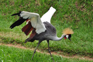 Where to go birding in Rwanda