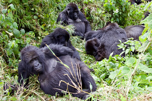 I Day Rwanda Gorilla Tour