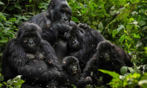 10 facts about mountain gorillas