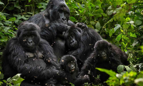 Interesting Facts about Mountain Gorillas