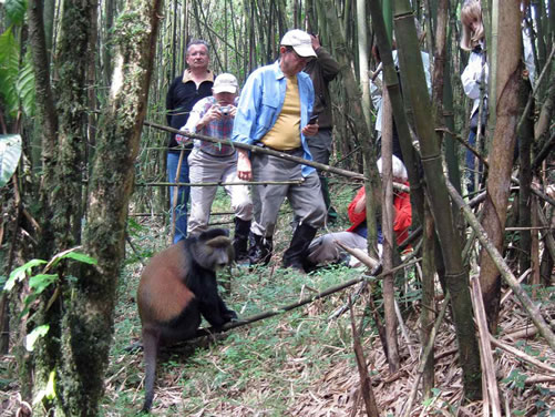 2 Days Golden Monkey Trekking in Rwanda