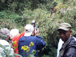 2 Days golden monkey tracking in the volcanoes national park Rwanda