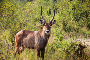 2 Days Queen Elizabeth National Park