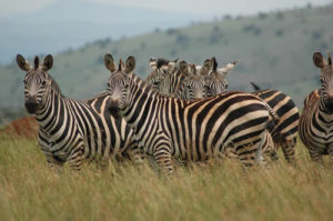 3 Day Wildlife tour in Akagera National Park