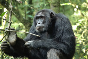 3 Days Chimpanzee Trekking Safari in Kibale.