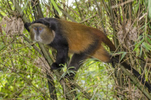 3 Days Gorilla Tour in Mgahinga National Park