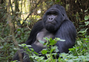 3 Days gorilla tracking tour in Mgahinga National Park