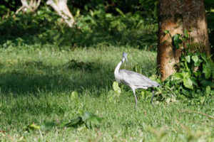 3 Days Kibale Chimpanzee Trekking