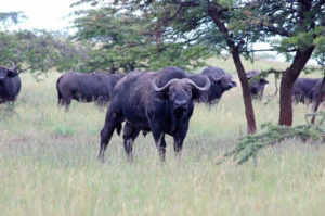 3 Days Rwanda Wildlife Safari