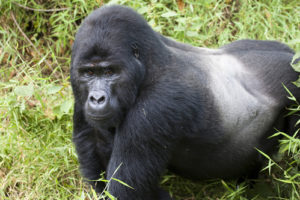 3 Day gorilla trek Uganda