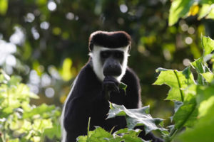 3 days Chimpanzee trekking Kibale National Park 