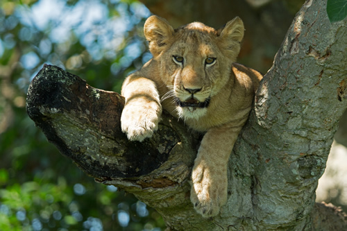 4 Days Queen Elizabeth Wildlife Safari