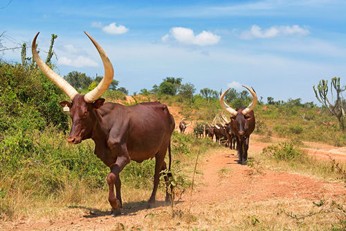 4 Days Queen Elizabeth National Park