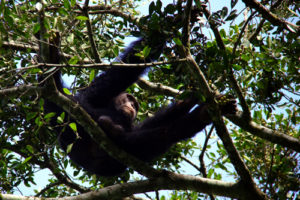 4 days tour in Queen Elizabeth National Park Uganda