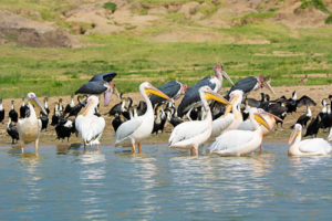 4 days tour of Queen Elizabeth National Park 