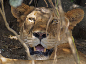 4 days wildlife safari in Murchison falls Uganda