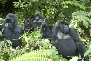 Gorilla tracking for the disabled