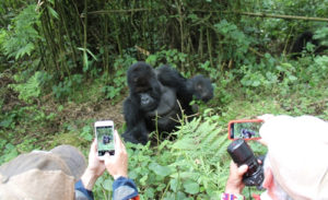 Packing list for gorilla trekking in Uganda