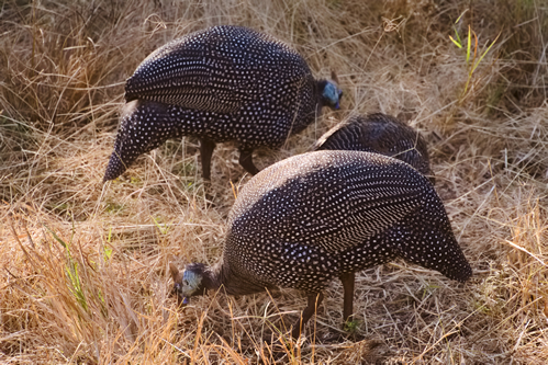 Top Game parks in Rwanda