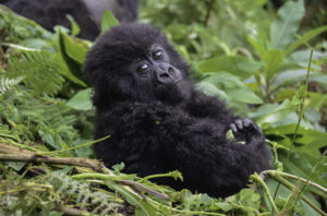 Baby mountain gorilla