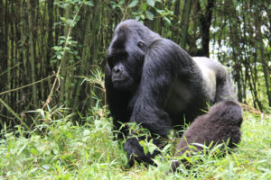 Gorilla tracking regulations
