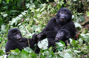 Gorilla tracking rules