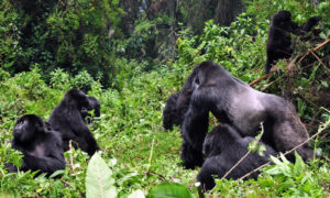 Group of mountain gorillas