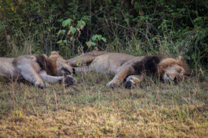 Lion tracking experiential activity in Uganda