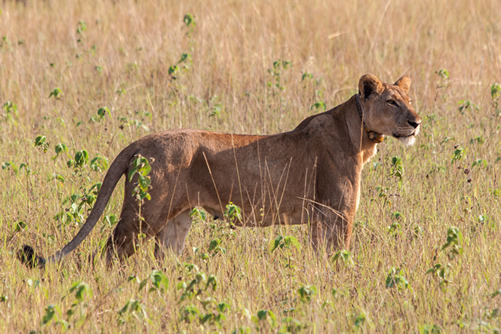 Lion Tracking in Uganda and Queen Elizabeth National Park