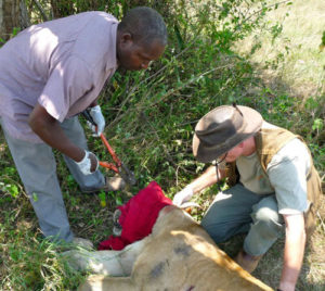 Lion tracking in Uganda