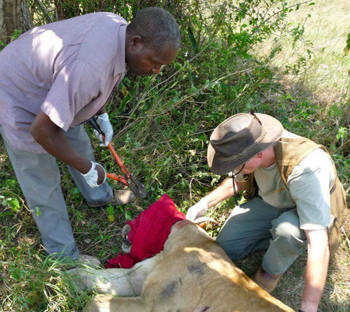 Lion tracking in Uganda