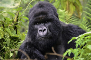 Male mountain gorilla