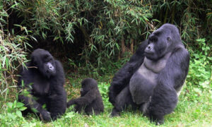 Mountain gorilla group
