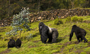 Mountain gorillas