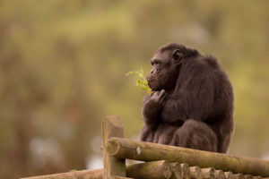 Rwanda National Parks