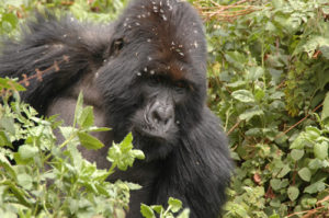 Top national parks in Rwanda