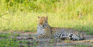 Track lions in Queen Elizabeth National Park