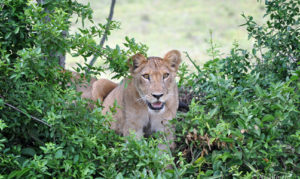 Trcking lions in Queen Elizabeth National Park