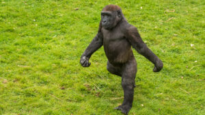 Western Lowland Gorilla