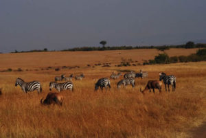 7 Days Maasai Mara safari and Rwanda gorilla tour