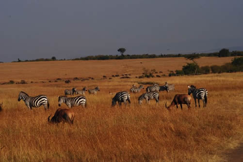 7 Days Maasai Mara safari and Rwanda gorilla tour