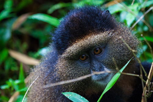 7 Day Maasai Mara and gorilla trekking in Rwanda