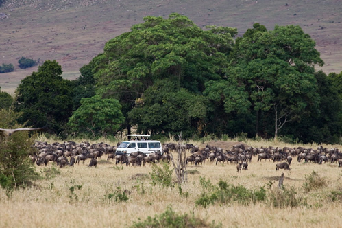 8 Days Uganda Gorilla Trekking and Masai Mara
