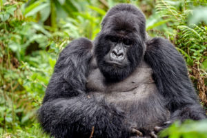 8 days gorilla tracking in Bwindi Uganda and Masai Maraa safari