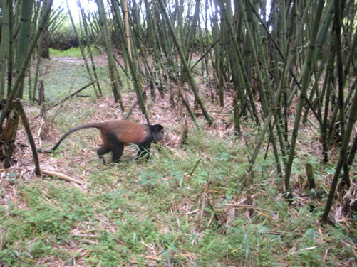 Places to visit in Musanze