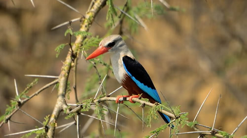 A bird in Rwanda