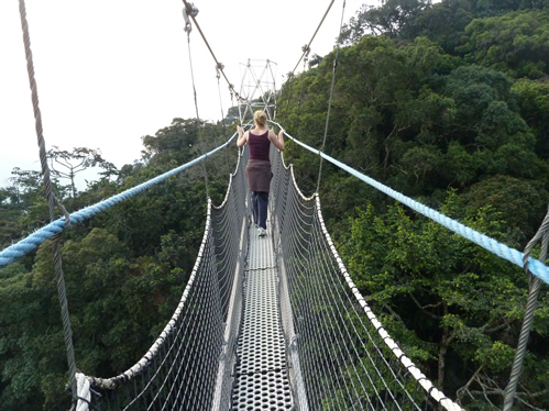 Forest Canopy Walk in Nyungwe National Park