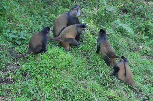 Golden Monkeys in Volcanoes National Park