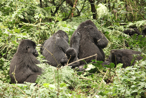 Allocation of gorilla families
