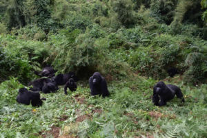 Best time to vist Mountain gorillas in Uganda
